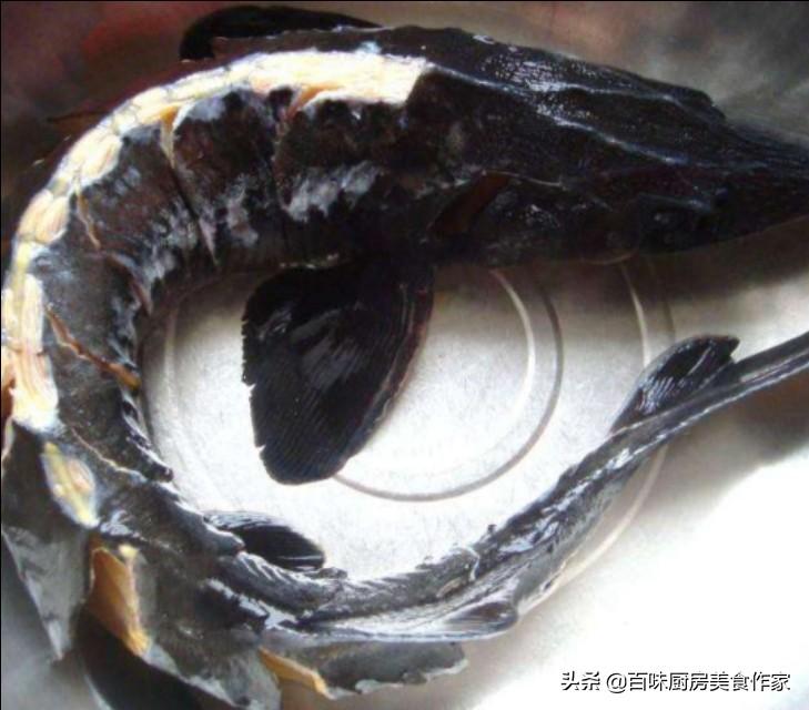 鲟鱼为什么要用热水烫(鲟鱼热水烫完发红怎么回事)