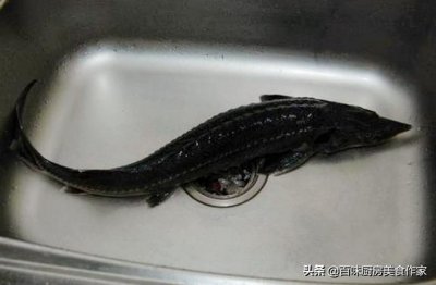 ​鲟鱼为什么要用热水烫(鲟鱼热水烫完发红怎么回事)