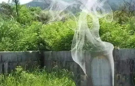 坟地出现这4种异象会遇贵人（坟头开花是吉兆）(3)_