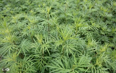 ​端午节挂艾草的缘由……，你知道吗？