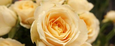 ​道歉送什么花比较合适 网站无障碍（道歉送什么花，其花色不能太过浓艳，以表达