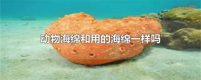 ​动物海绵和用的海绵一样吗