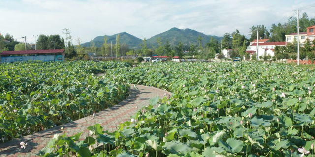 何苗视频在线观看(何苗吻戏视频) 何苗 第2张