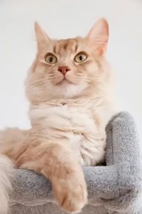 ​怎么养猫能让猫越来越乖？快来围观吧！