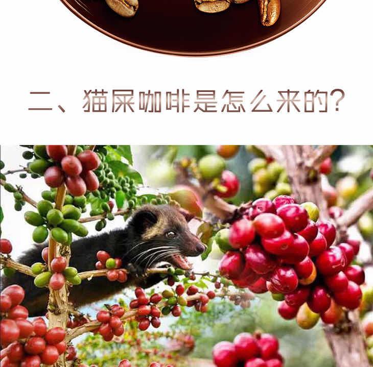 生活猫屎咖啡是怎么来的？猫屎咖啡的由来  2