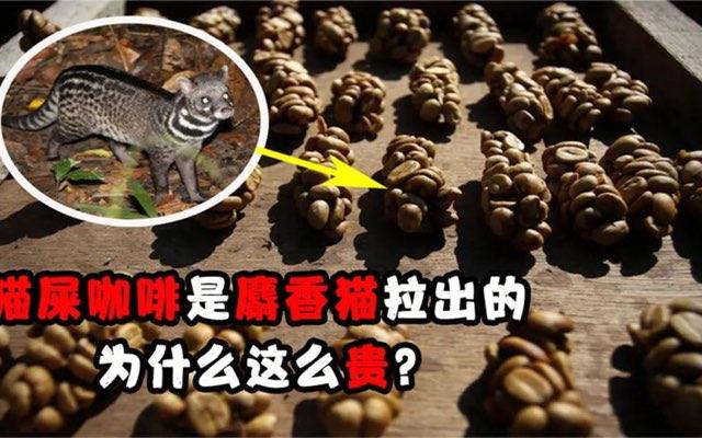 生活猫屎咖啡是怎么来的？猫屎咖啡的由来  1
