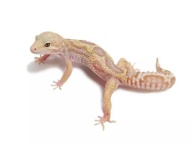 豹纹守宫品种从小到大（肆养学出品拥有迷人体色）(12)