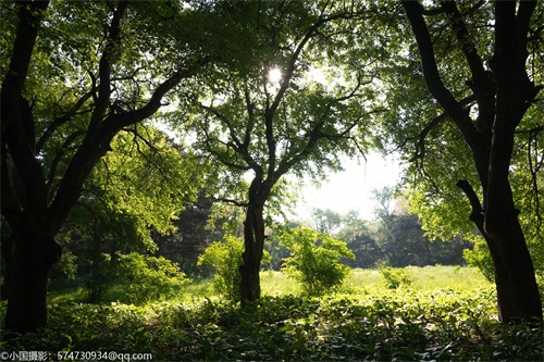 最美公园：长春市南湖公园（风景篇）