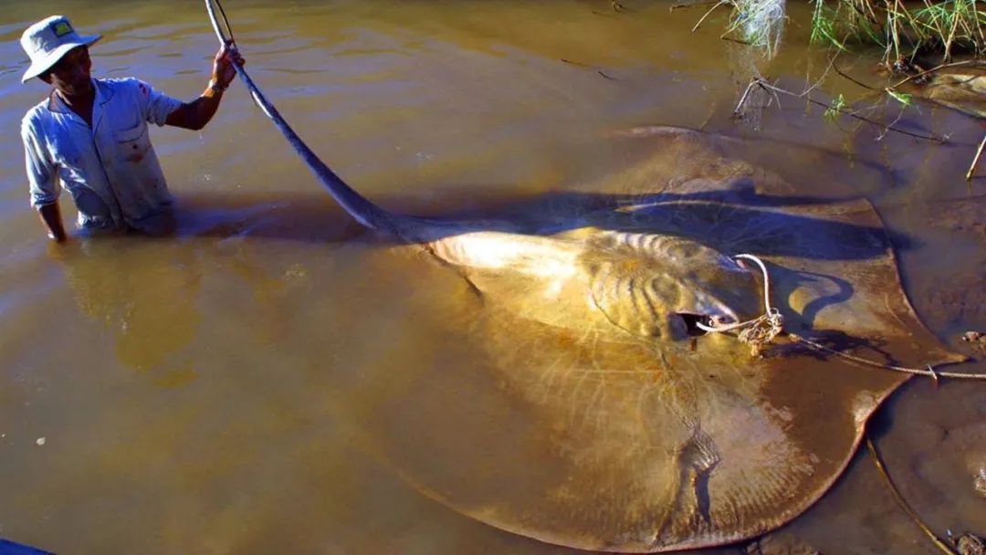 最大的淡水鱼排名（世界上最大的5种淡水鱼）