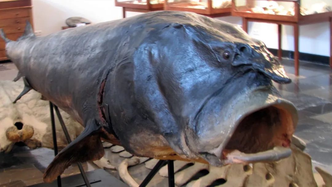 最大的淡水鱼排名（世界上最大的5种淡水鱼）