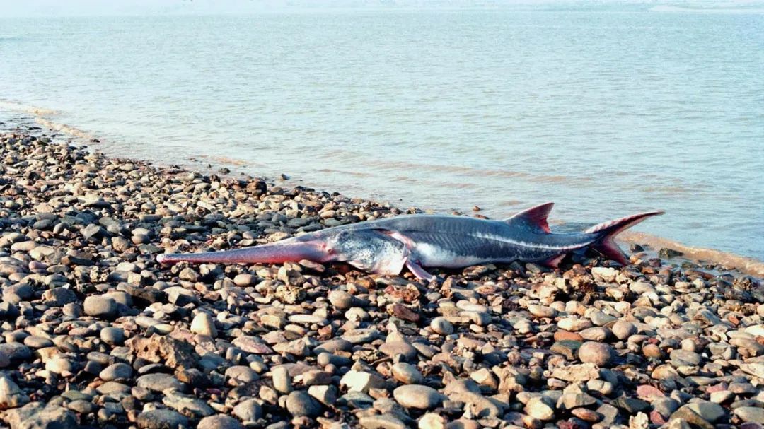 最大的淡水鱼排名（世界上最大的5种淡水鱼）