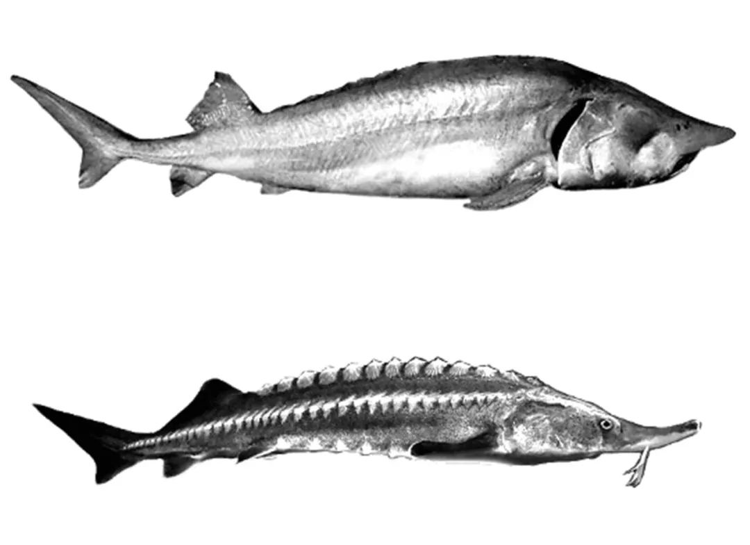 最大的淡水鱼排名（世界上最大的5种淡水鱼）