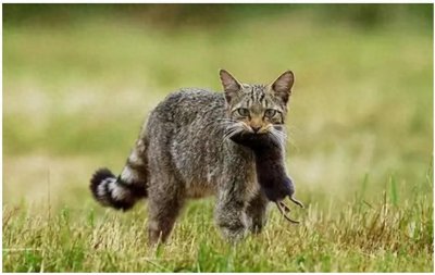 ​俗语说男不养猫，女不养狗有没有道理？