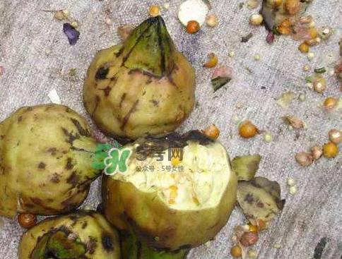 鸡头米怎么种植？鸡头米怎么保存