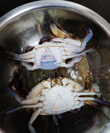 朋友送的梭子蟹吃不完怎么放