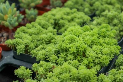 ​黄金万年草组盆方法：最佳的护盆草