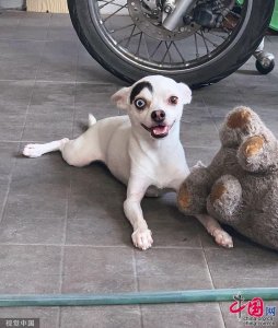 ​一半温良一半邪恶？泰国“阴阳脸”吉娃娃成网红