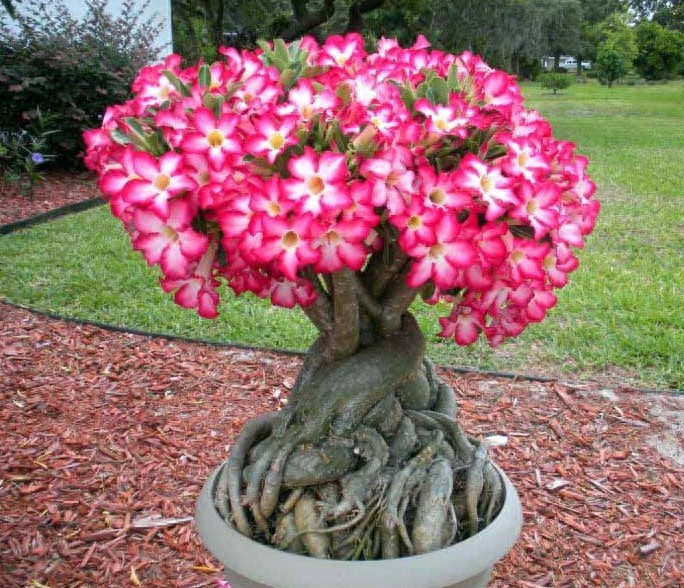 一组沙漠玫瑰的照片，请欣赏！