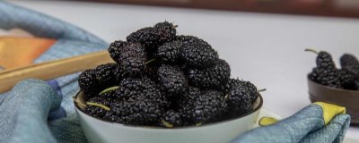 桑葚可以用高粱酒泡吗