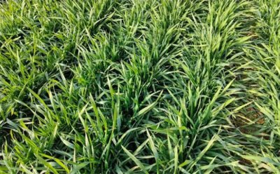 ​好种子主要是指什么