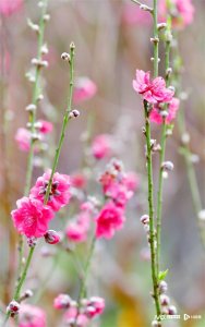 ​俏争春！广州白云山2000株桃花开，“一树三色”分外吸睛