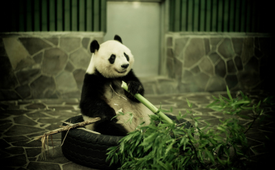 ​大熊猫的尾巴是什么颜色 熊猫的尾巴是黑色的还是白色的