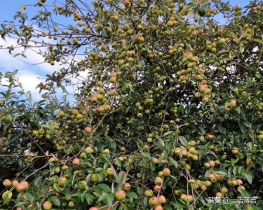 ​风味独特的多依果，长相一般营养价值却很高，你知道吗
