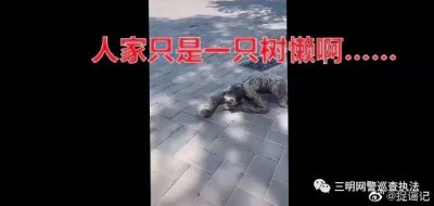 ​净网2019辟谣 有人拍到“水鬼”上岸？那是一只树懒