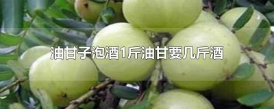 ​油甘子泡酒1斤油甘要几斤酒