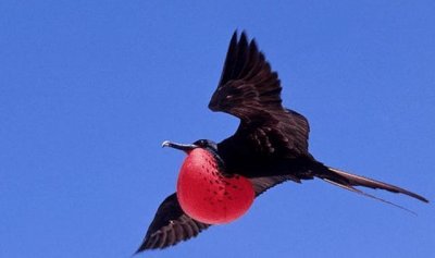 世界上最快的鸟叫什么名字(鸟类中什么鸟飞得速度最快)