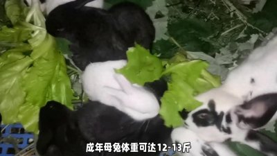 ​5种品种适合饲养的肉兔品种揭秘！