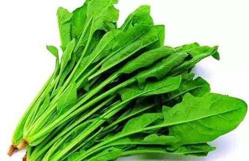 吃菠菜有什么好处,吃菠菜对身体有什么好处和坏处图2