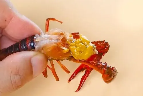 小龙虾里的黄能不能吃,龙虾黄色部分能吃吗图8