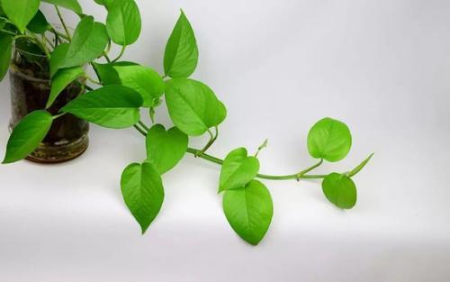 绿萝多久浇一次水 绿萝的施肥方法