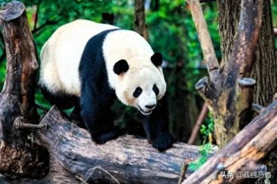 ​中国十大一级保护动物