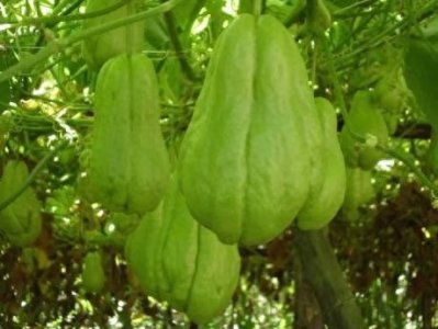 ​佛手瓜是一种什么样的植物