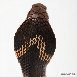 ​你知道“眼镜王蛇”和“眼镜蛇”有什么区别吗？