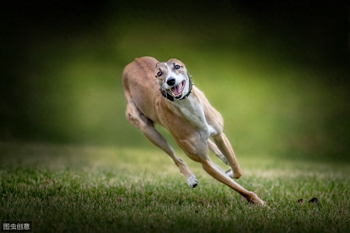 灵缇犬跟猎豹一样快，但却被抓去当赛犬，导致这种狗狗寿命都很短