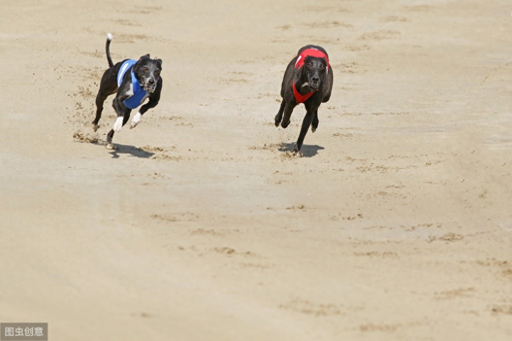 灵缇犬跟猎豹一样快，但却被抓去当赛犬，导致这种狗狗寿命都很短