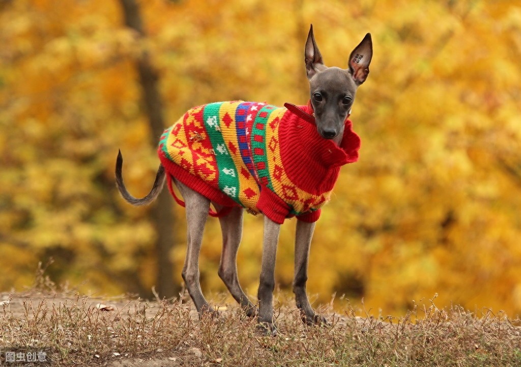 灵缇犬跟猎豹一样快，但却被抓去当赛犬，导致这种狗狗寿命都很短