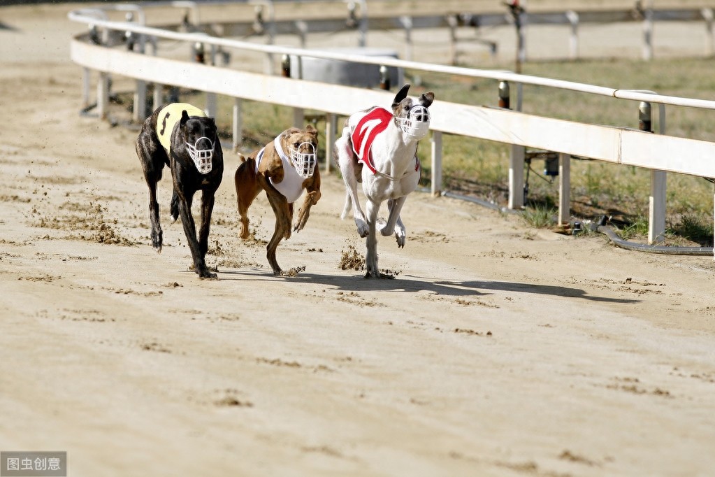 灵缇犬跟猎豹一样快，但却被抓去当赛犬，导致这种狗狗寿命都很短