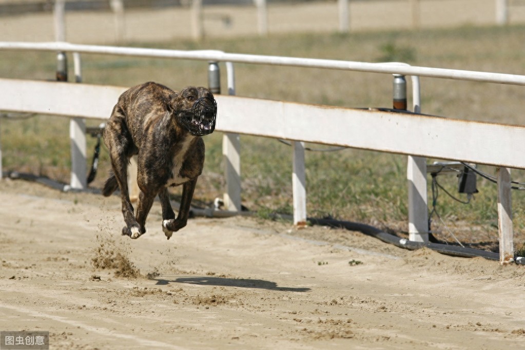 灵缇犬跟猎豹一样快，但却被抓去当赛犬，导致这种狗狗寿命都很短