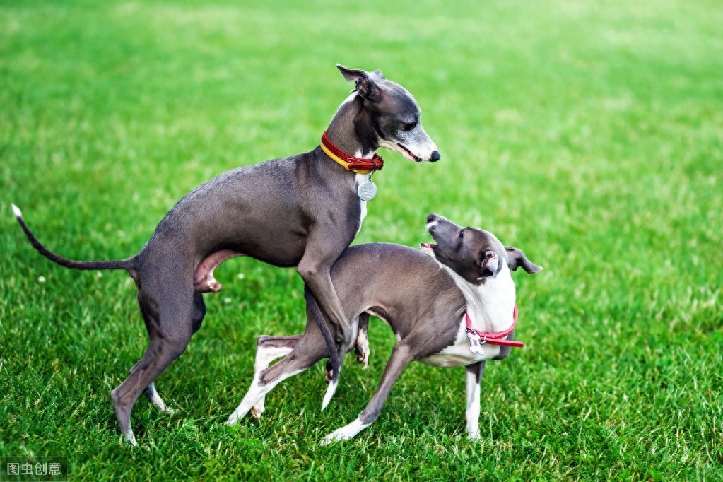 灵缇犬跟猎豹一样快，但却被抓去当赛犬，导致这种狗狗寿命都很短