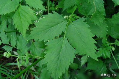 ​10种东北特色山野菜，你吃过几个？