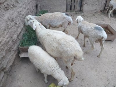 ​纯种小尾寒羊为何不受养殖户“待见”？3大缺陷，已证实