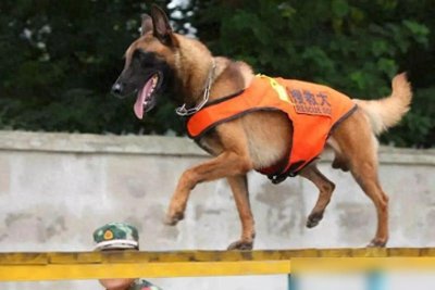 ​俗语“男不养猫，女不养狗”有道理吗？究竟表达的是什么意思？