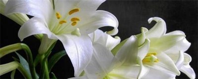 家庭盆栽百合花怎么养(盆栽百合花的养护方法)