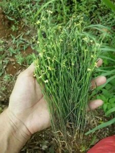 农村有一种野草名叫“独脚金”,非常的稀少,城里几百元一斤收购