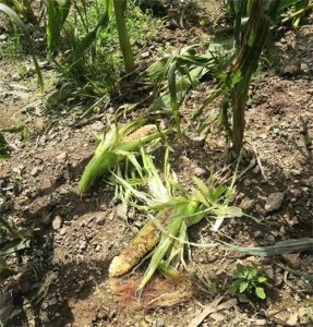 说说当下严重泛滥的獾子