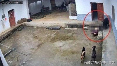 老人被野猪袭击身亡,有效防护野猪袭击的办法